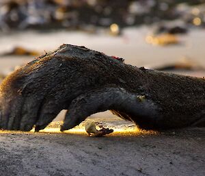 A seal flipper which resembles a dried hand