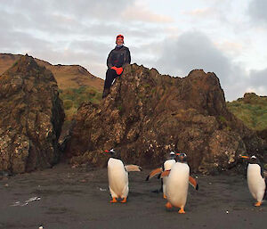 Expeditioner on beach with penguins