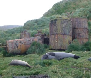 Old penguin and seal digesters on the coast south of station