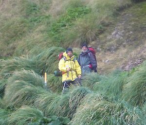 Greg and Pete walking in the coastal tussock grass