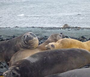 Elephant seals on the beach