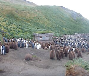 King penguins and old hut on the beach