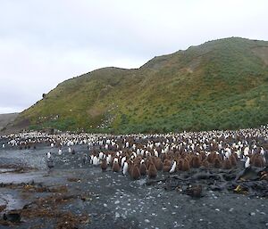 King penguins on the beach