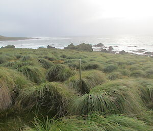 Same location with luxuriant tussock grass