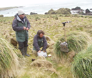 Camera mounted in very short tussock grass