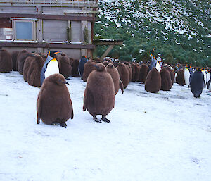 King penguin chicks on beach with old hut in background