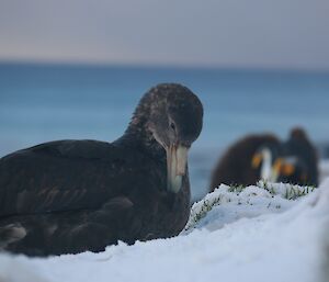 Northern giant petrel in the snow