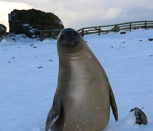 A young elephant seal weaner