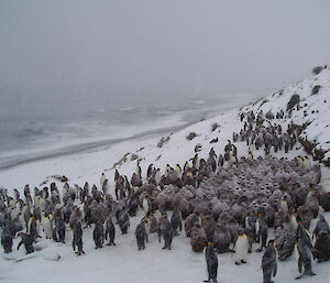 Huddled creche of king penguin chicks in the snow