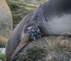 Barnacle encrusted long line fishing cord wrapped around a young fur seal