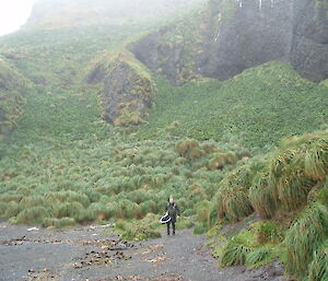 The ranger on Secluded Beach searching for the fur seal pup