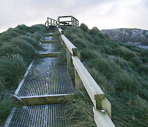 Viewing platform walkway showing tall tussock grass growth