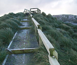 Viewing platform walkway showing tall tussock grass growth