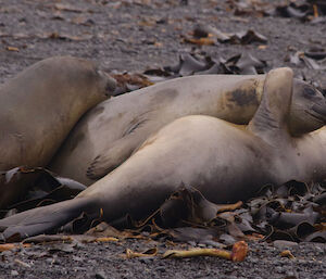 Three elephant seals in a huddle