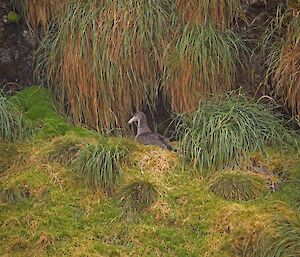 Giant petrel in tussock grass
