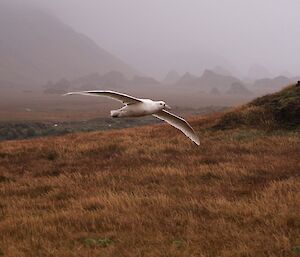 Giant petrel in flight