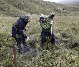 Two expeditioners pulling out stakes and wire
