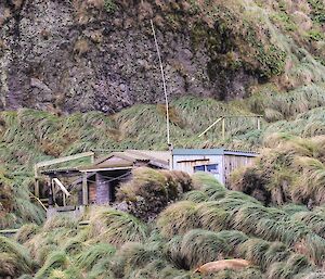 Field hut surrounded by tussock grass