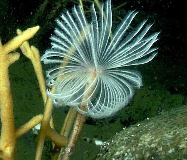 Long stalk fan worm