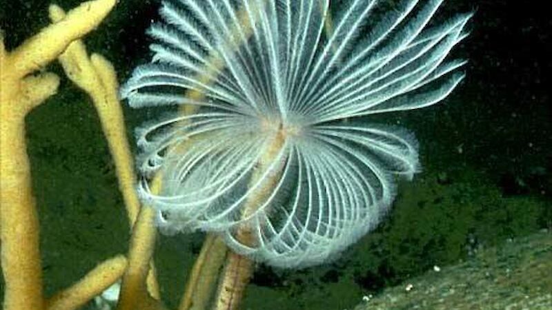 Long stalk fan worm