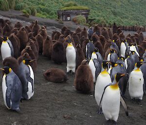 King penguins at Sandy Bay