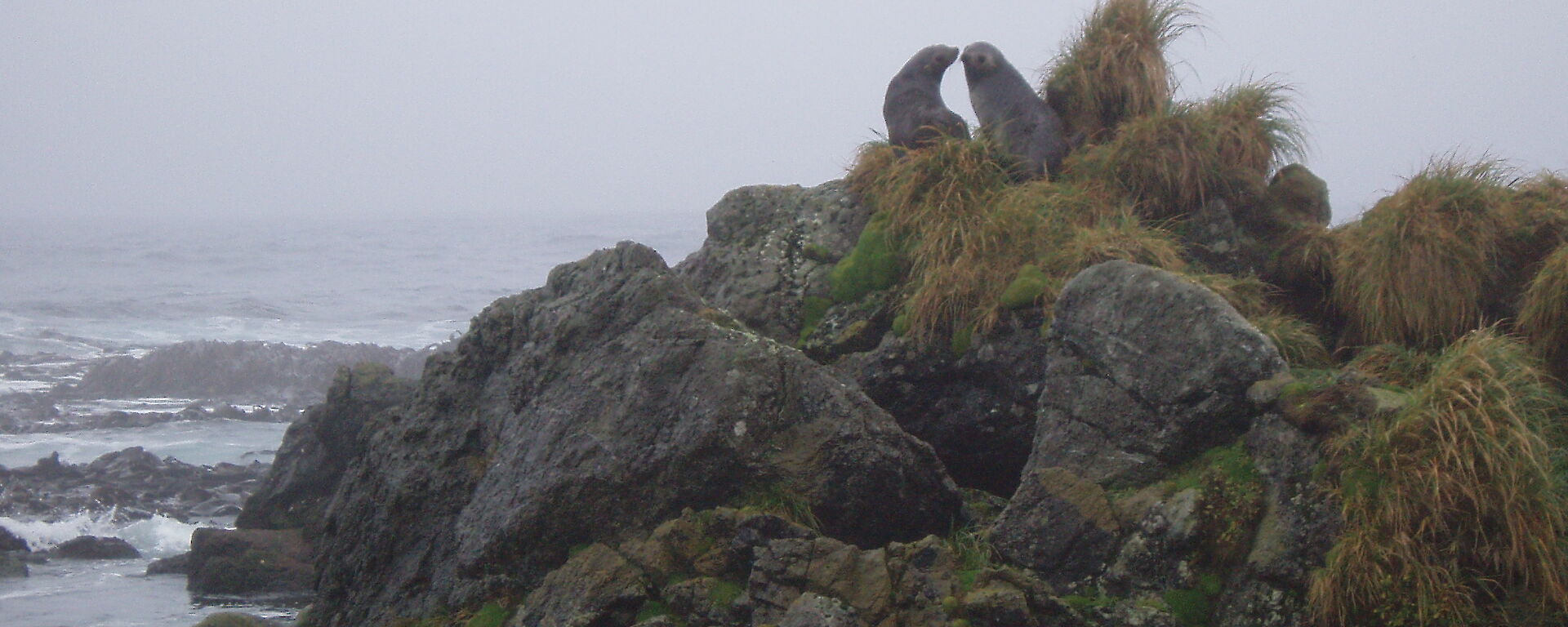 two fur seals