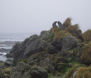 two fur seals