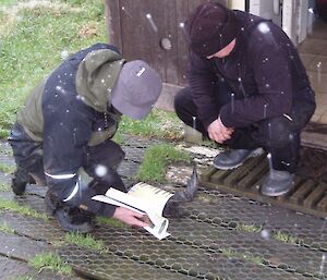 Two rangers identify dead bird