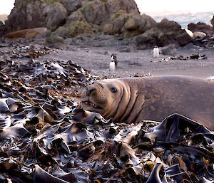 An elephant seal relaxes on the beach in the warmer weather