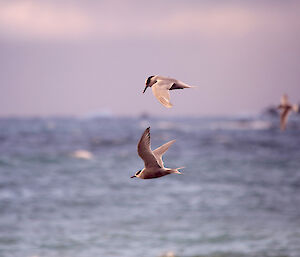 Antarctic terns in full flight