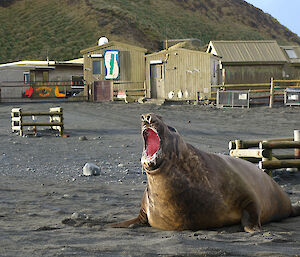 A large elephant seal gives a big, drooling yawn — time for a snooze perhaps