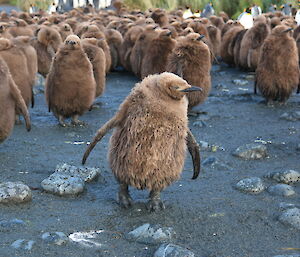 A large number of fluffy king penguin chicks waddle along