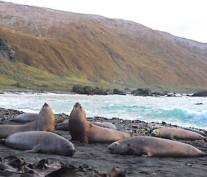 A group of elephant seals relaxes on the beach