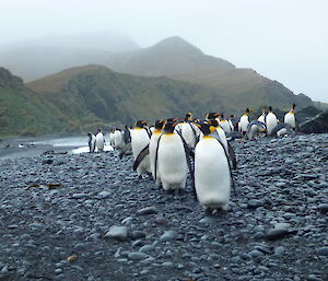 A group of king penguins waddling around at Green Gorge