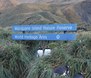 Some gentoo penguins get into pairs