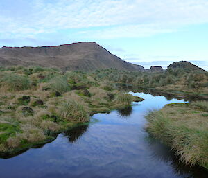 A lovey view along the Featherbed Track, of plants and water with a hill in the background