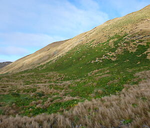 The Macquarie Island cabbage is regenerating well near Handspike Point