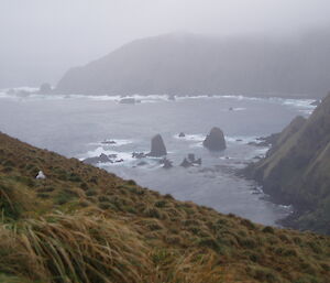 Caroline Point from Petrel Peak, with an albatross chick in a nest on the slope