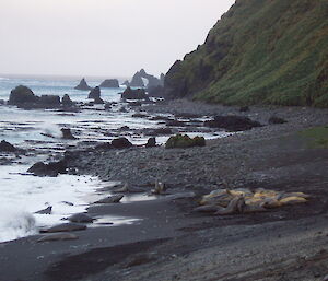 A few elephant seals resting on Hurd Point beach