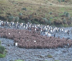 A breeding group of king penguins and chicks