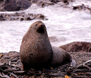 Bull fur seal sitting on the beach