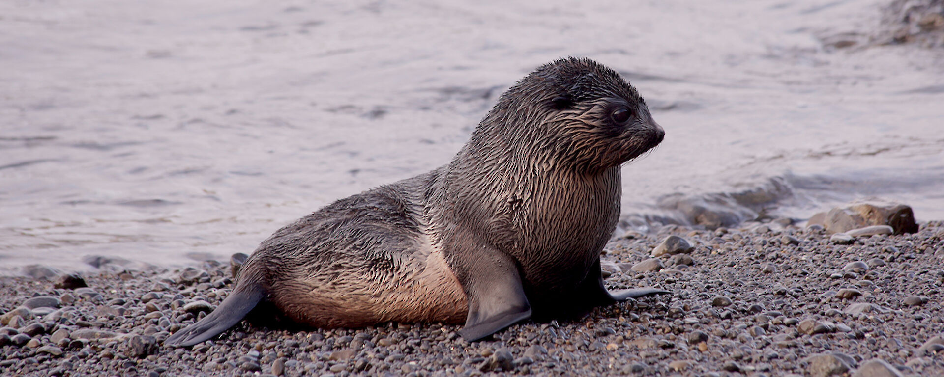 Young fur seal on the beach