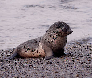 Young fur seal on the beach