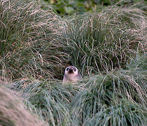 Young fur seal in the tussocks, Secluded Cove beach