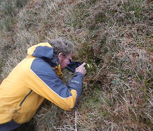 Mike checking a nesting burrow for possible blue petrel activity