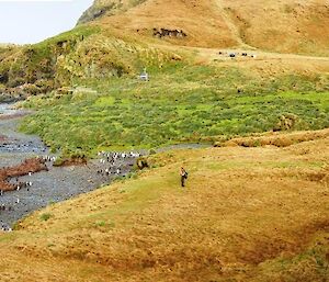 Mike checking the king penguin chicks at Green Gorge