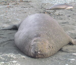 Sub-adult male elephant seal