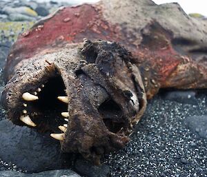 Mummified carcass of a young elephant seal