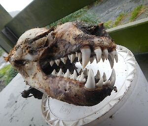 Skull of young leopard seal