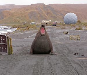 A large bull elephant seal pushes himself up and appears to be yelling
